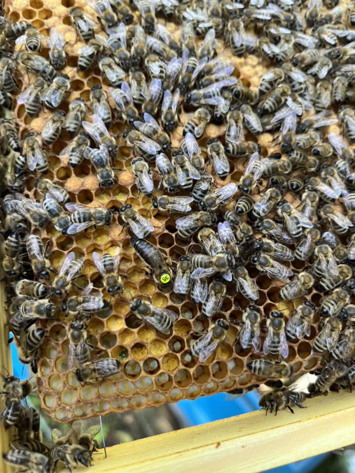 Światowy Dzień Pszczół 2024 w Pasiece IMMUNO